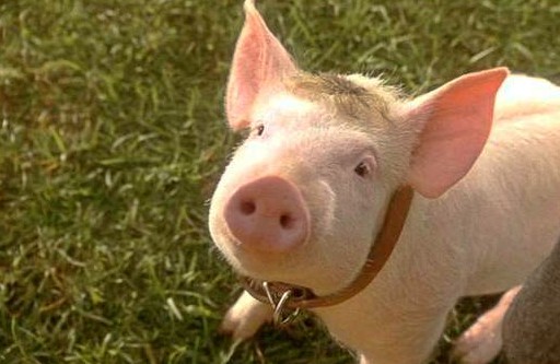 babe-maialino-coraggioso-foto-dal-film-16_mid